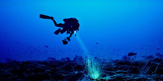 Night dive on the west coast mauritius (6)